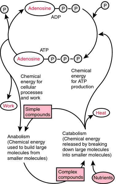 define cyclic amp