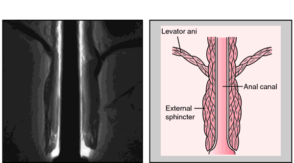 Secretion Anal 108