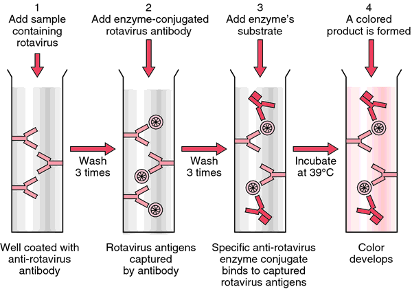 Elisa assay lab report