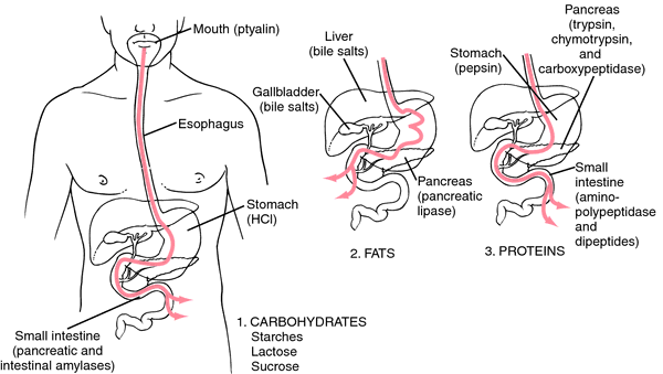 Digestion Definition Of Digestion By Medical Dictionary