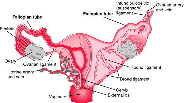 Other Term For Fallopian Tube