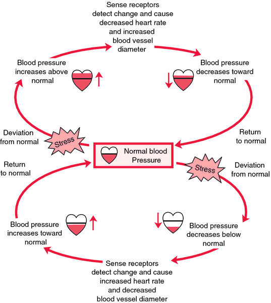 physiologic-example-of-negative-feedback-from-applegate-2000