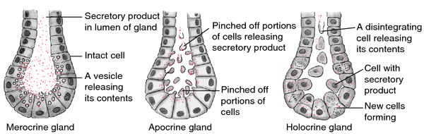 bovine adrenal glands