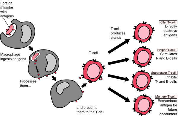 What Do You Mean By Humoral Immunity