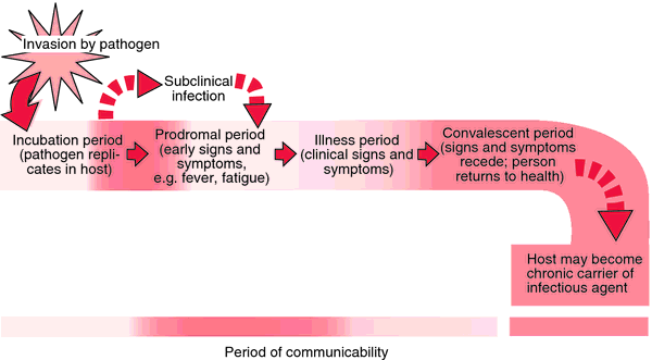 The Different Ways in Which Pathogens Can Be Transmitted