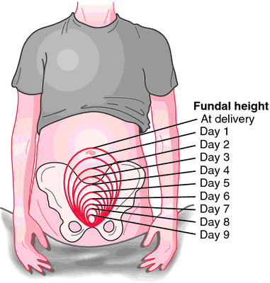 Uterine involution | definition of uterine involution by ...