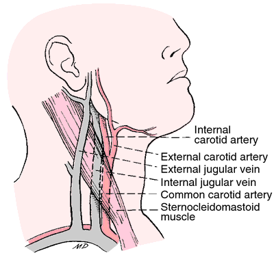 Jugular inlet | definition of jugular inlet by Medical dictionary