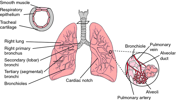 What is the function of the bronchi?