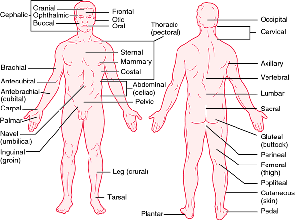 Who uses anatomical organ charts?