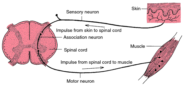 auditory nerve psychology definition