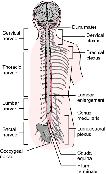 tracts of spinal cord. spinal cord tracts