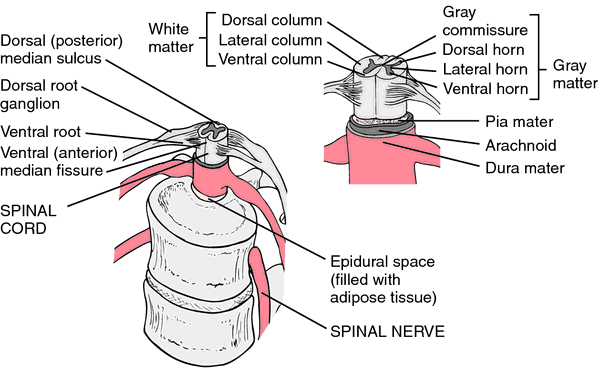 tracts of spinal cord. spinal cord tracts