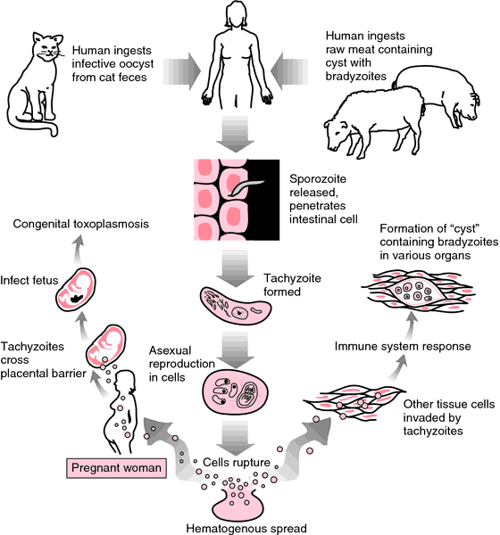 Álbumes 92 Foto Ciclo De Vida De Toxoplasma Gondii Alta Definición Completa 2k 4k 5247