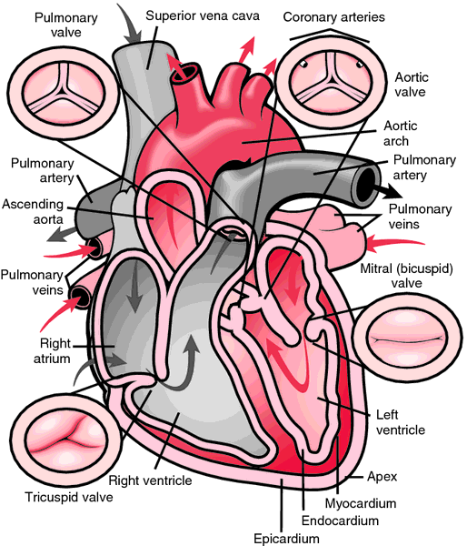 Bicuspid Valve Location | www.imgarcade.com - Online Image Arcade!