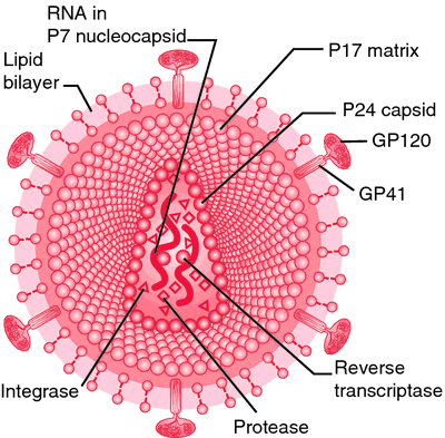 retrovirus definition