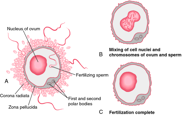 Medical term for producing sperm