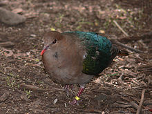 Emerald dove444.jpg