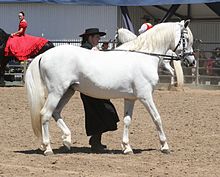 Andalusian.jpg