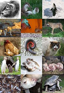 Ethology diversity.jpg