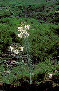 Lil regale 01Infl China Sichuan Wolong 18 06 04.jpg