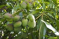 Mango tree (22708493).jpg