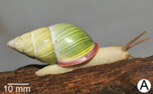 Amphidromus roseolabiatus.png