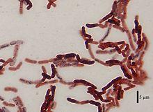 Bacillus megaterium DSM-90 cells.jpg