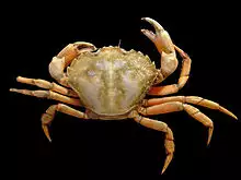 Carcinus maenas.jpg