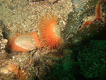 Flame shells.jpg