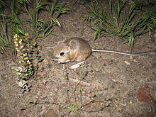 Kangaroo mouse.jpg