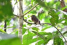 Malacoptila fusca.jpg