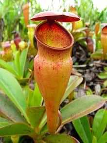 Nepenthes pervillei pitcher.jpg