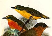 Platysteira concreta graueri 1909.jpg