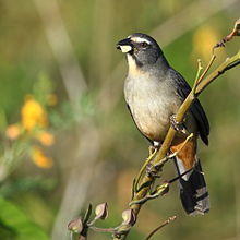 Saltator coerulescens - Greyish Saltator.JPG