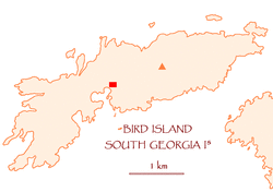 Bird Island