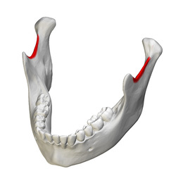 Mandibular notch - close-up - superior view2.png