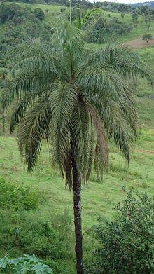 Acrocomia aculeata (sinonímia, Acrocomia sclerocarpa, Cocos aculeatus) Família, Arecáceas (sinonímia, Palmas), macaúba, macaúva, bocaiúva, macajuba, coco-de-espinho, coco-baboso. - panoramio.jpg