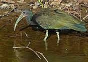 Green Ibis (Mesembrinibis cayennensis) (30903118634).jpg