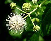 Buttonbush -- Cephalanthus occidentalis.jpg
