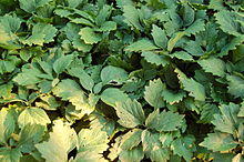 Alleghany Pachysandra Pachysandra procumbens Plants 3008px.JPG