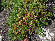 Arctostaphylos uva-ursi 25924.JPG