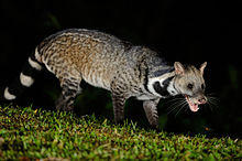 Large Indian Civet, Viverra zibetha in Kaeng Krachan national park.jpg