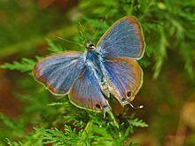 Lycaenidae - Lampides boeticus (male).JPG