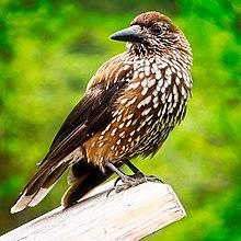 Orzechówka zwyczajna nad Morskim Okiem.jpg