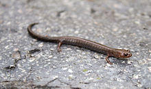 Plethodon richmondi on rock.jpg