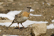 Robin Accentor, Khardung La, Ladakh, India.jpg