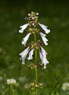 Salvia lyrata Kaldari.jpg