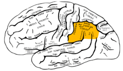 Gray726 inferior parietal lobule.png