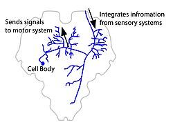 Interneuron566-01.jpg
