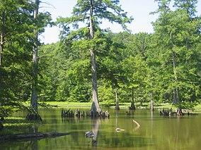 Leroy Percy State Park.jpg